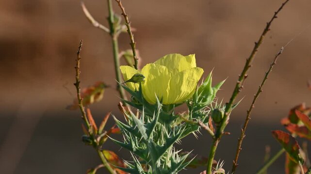 Argemone mexicana flower. Its other names&nbsp;Mexican poppy, &nbsp;Mexican prickly poppy,&nbsp;flowering thistle, &nbsp;cardo, and&nbsp;cardosantois. This a species of&nbsp;poppy&nbsp;found . It is also referred to as "kateli ka phool