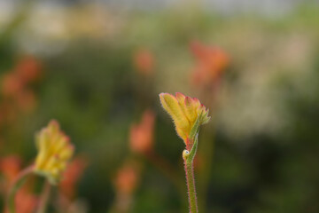 Kangaroo Paw Beauty Orange flower buds