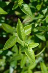 Fototapeta premium Lesser Periwinkle leaves