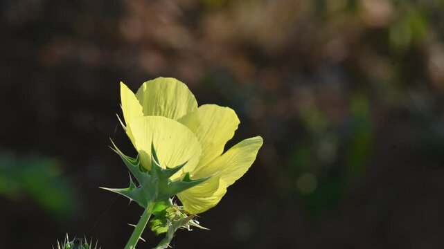 Argemone mexicana flower. Its other names&nbsp;Mexican poppy, &nbsp;Mexican prickly poppy,&nbsp;flowering thistle, &nbsp;cardo, and&nbsp;cardosantois. This a species of&nbsp;poppy&nbsp;found . It is also referred to as "kateli ka phool