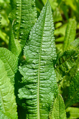 Common teasel leaves