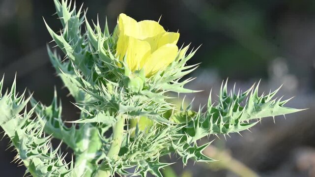 Argemone mexicana flower. Its other names&nbsp;Mexican poppy, &nbsp;Mexican prickly poppy,&nbsp;flowering thistle, &nbsp;cardo, and&nbsp;cardosantois. This a species of&nbsp;poppy&nbsp;found . It is also referred to as "kateli ka phool