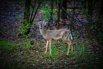 Deer in a lush forest
