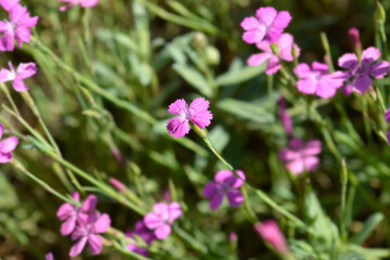 Fototapeta premium Maiden pink flowers