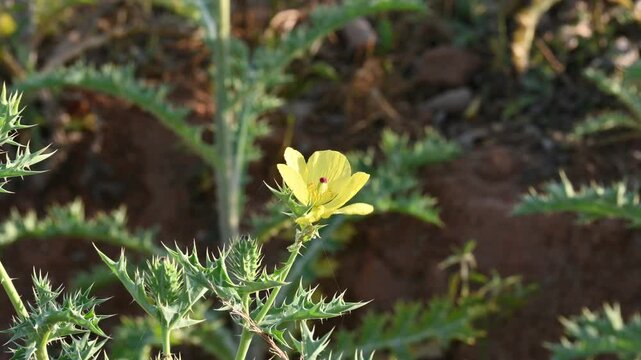 Argemone mexicana flower. Its other names&nbsp;Mexican poppy, &nbsp;Mexican prickly poppy,&nbsp;flowering thistle, &nbsp;cardo, and&nbsp;cardosantois. This a species of&nbsp;poppy&nbsp;found . It is also referred to as "kateli ka phool