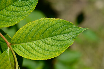 Old-fashioned weigela leaves