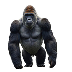 A majestic, muscular gorilla stands upright on its hind legs, facing the camera with a serious expression, against a stark white background, creating a striking contrast