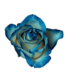 Isolated blue rose bud on white background