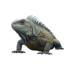 Obraz premium the beside view Tuatara, left side view, white copy space on right, dutch angle view, isolated on white background Green iguana posing against white background
