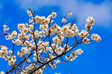 View of the cherry blossoms in spring in Seoul, South Korea.