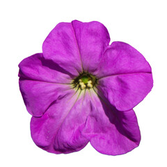Isolated purple flower on white background