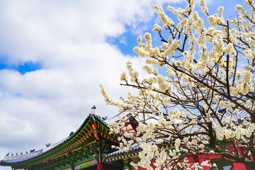 View of the beautiful cherry blossoms with a traditional Korean house in spring in Seoul.