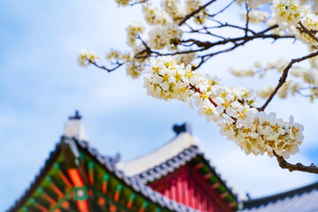 Fototapeta premium View of the beautiful cherry blossoms with a traditional Korean house in spring in Seoul.