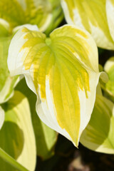 Hosta Delta Dawn leaves