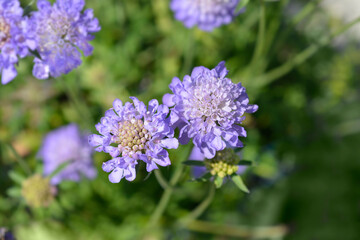 Japanese pincushion flower flowers