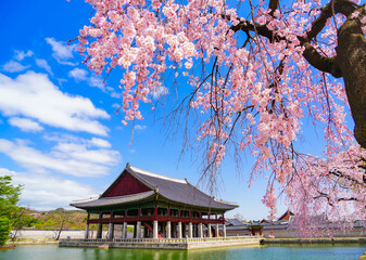 View of the beautiful cherry blossoms with a traditional Korean house next to a lake in spring in Seoul.