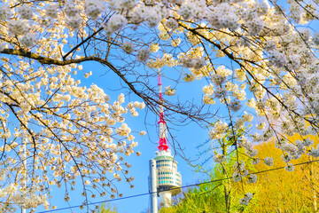 View of the Seoul Tower and some flowers in spring in Seoul, South Korea.