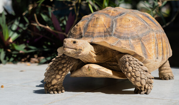 Sucata tortoise on the ground, closeup, animal