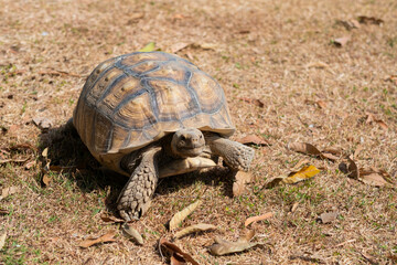 Sucata tortoise on the ground, closeup, animal