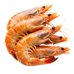 Fresh Zhejiang Shrimp Isolated on White Background
