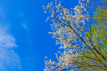 View of the cherry blossoms in spring in Seoul, South Korea.