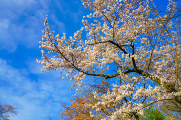 View of the cherry blossoms in spring in Seoul, South Korea.