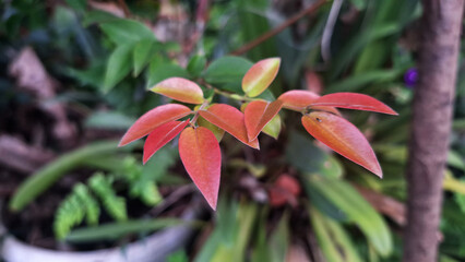 Detail of young red leaves contrasting with a blurred green background. The smooth texture and natural color gradation of the leaves appeal to botanical concepts and plant growth.
