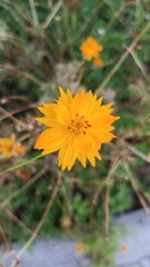 yellow dandelion flower