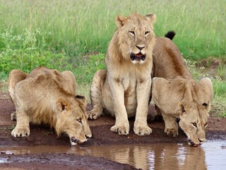 Thirsty lions