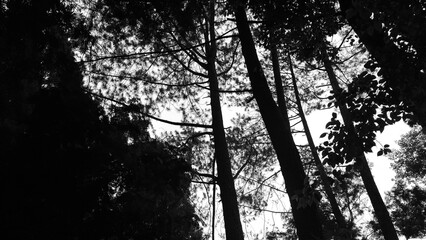 Silhouette of tall pine tree in tropical rainforest. Leaves and twigs form a contrasting pattern against the clear sky. This composition gives a dramatic, mysterious and natural impression.