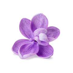 Close-up Lilac flower isolated. White background. Clipping path. No AI tools