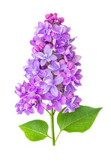 Fototapeta premium Purple lilac flower on white background. Spring lilac flower. Clipping path. No AI tools