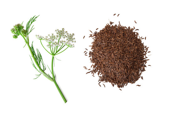 Pile of cumin seeds isolated on a white background. Flowers caraway isolated on white. Clipping path. No AI tools