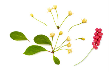 Schisandra Chinensis Medicinal Herb Plant Leaves and Fruit. Isolated on White Background. Also Magnolia-Vine, Chinese Magnolia-Vine, Schisandra, Magnolia Berry or Five-Flavor-Fruit. No AI tools