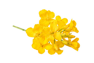 Isolated rapeseed flower on white background. Mustard flowers. Clipping path. No AI tools