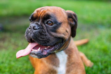 A medium-sized sturdy male purebred, fawn coloured, Boxer. Young Boxer Dog lying down in a garden. A young boxer takes a break and relaxes in a garden. A fawn coloured, purebred Boxer. 