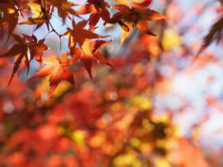 赤く染まった楓