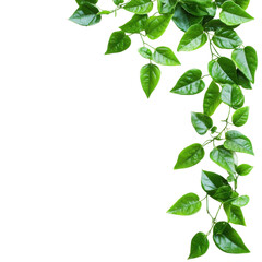 Obraz premium Green Leaf Border Nature Design on transparent Background.