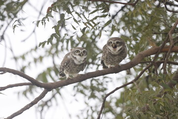 This stunning image captures an Indian Owl perched on a tree, blending seamlessly with its natural surroundings. With its piercing eyes and intricate feather patterns, owl exudes a sense of mystery