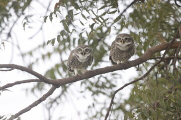 This stunning image captures an Indian Owl perched on a tree, blending seamlessly with its natural surroundings. With its piercing eyes and intricate feather patterns, owl exudes a sense of mystery