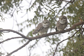 This stunning image captures an Indian Owl perched on a tree, blending seamlessly with its natural surroundings. With its piercing eyes and intricate feather patterns, owl exudes a sense of mystery