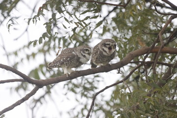 This stunning image captures an Indian Owl perched on a tree, blending seamlessly with its natural surroundings. With its piercing eyes and intricate feather patterns, owl exudes a sense of mystery
