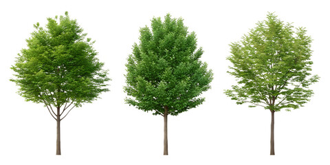 Obraz premium Three Different Style Green Tree on White, Beautiful Green Tree, Lush Tree Design, Cut Out