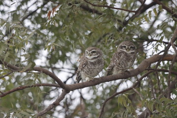 This stunning image captures an Indian Owl perched on a tree, blending seamlessly with its natural surroundings. With its piercing eyes and intricate feather patterns