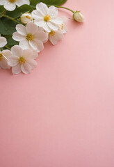 White flowers with dew drops on a soft pink background with copy space. Floral blooms on pastel blank background for spring banner, greeting card, wedding invitation. Mother's Day. Valentine's Day.