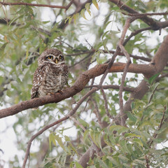 This stunning image captures an Indian Owl perched on a tree, blending seamlessly with its natural surroundings. With its piercing eyes and intricate feather patterns