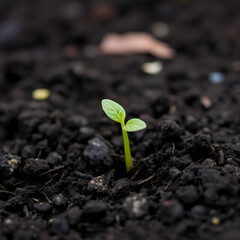 close up shot of a young plant sprout growing in the soil. nature, green, environment, earth day background