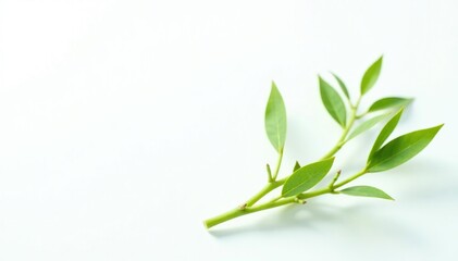 Obraz premium Delicate green stem isolated on white background, stems, flowers