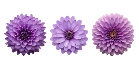 Three Different Style Purple Flower on White, Beautiful Purple Flowers, Floral Display on White, Cut Out