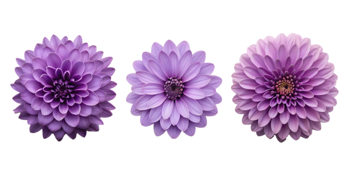 Three Different Style Purple Flower on White, Beautiful Purple Flowers, Floral Display on White, Cut Out